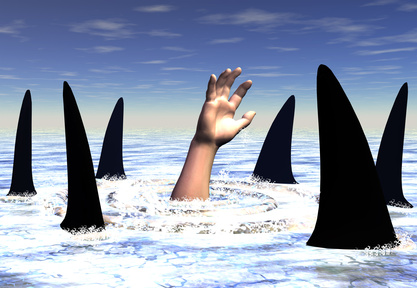 sharks